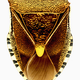 Illustration for article titled The Mutant Art of Radioactive Insects